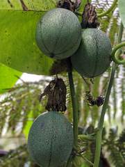 Passiflora ligularis