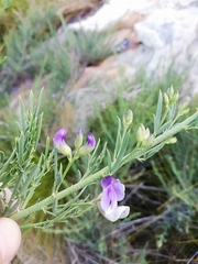 Psoralea verrucosa