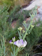 Psoralea verrucosa