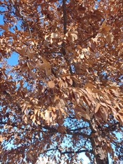 Quercus
