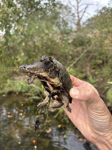 Sternotherus odoratus
