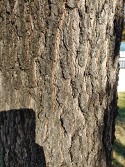 Quercus