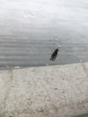 Pterotaenia fasciata