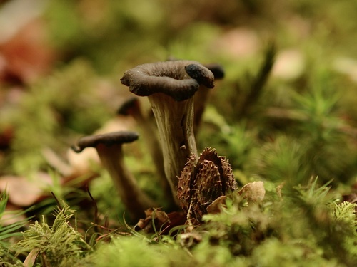 Craterellus cornucopioides — (c) Cara Ennis, some rights reserved (CC BY)