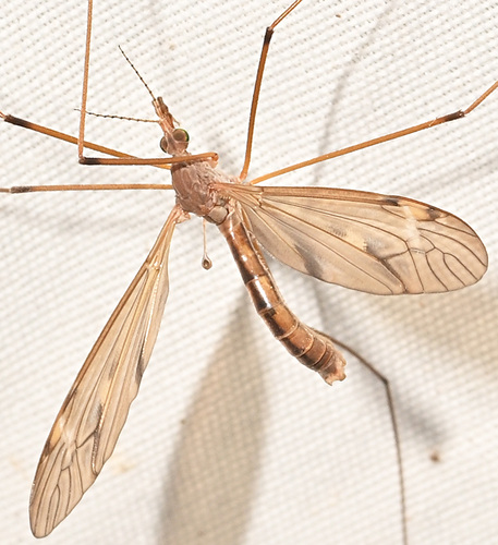 Unknown species found near 432 Ridge Road, Hamden, CT, USA