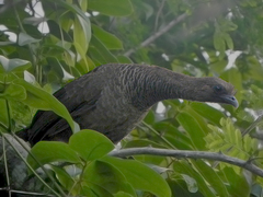 Ortalis squamata