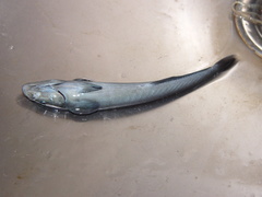 Remora brachyptera