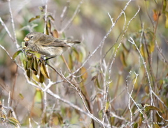 Lantana peduncularis