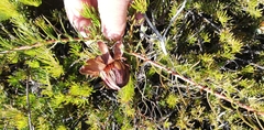 Protea witzenbergiana