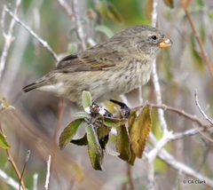 Lantana peduncularis