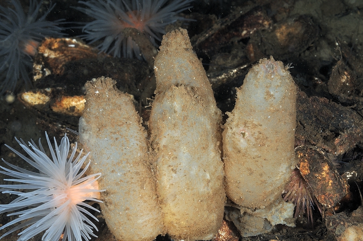 Ascidiella aspersa (Müller, 1776)