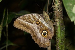 Caligo idomeneus
