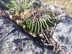 Echinofossulocactus lamellosus