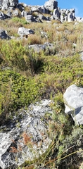 Protea witzenbergiana