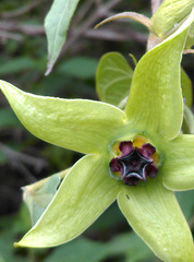 Gonolobus uniflorus
