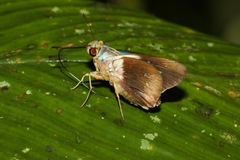 Thracides phidon