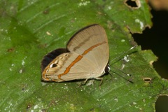 Euselasia cyanofusa