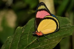 Batesia hypochlora