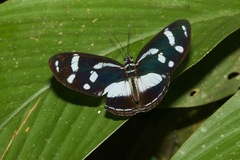 Vila azeca