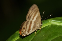 Euselasia melaphaea