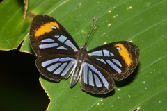Ithomiola floralis