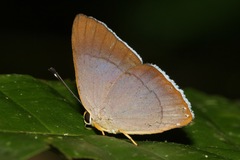 Euselasia lysimachus