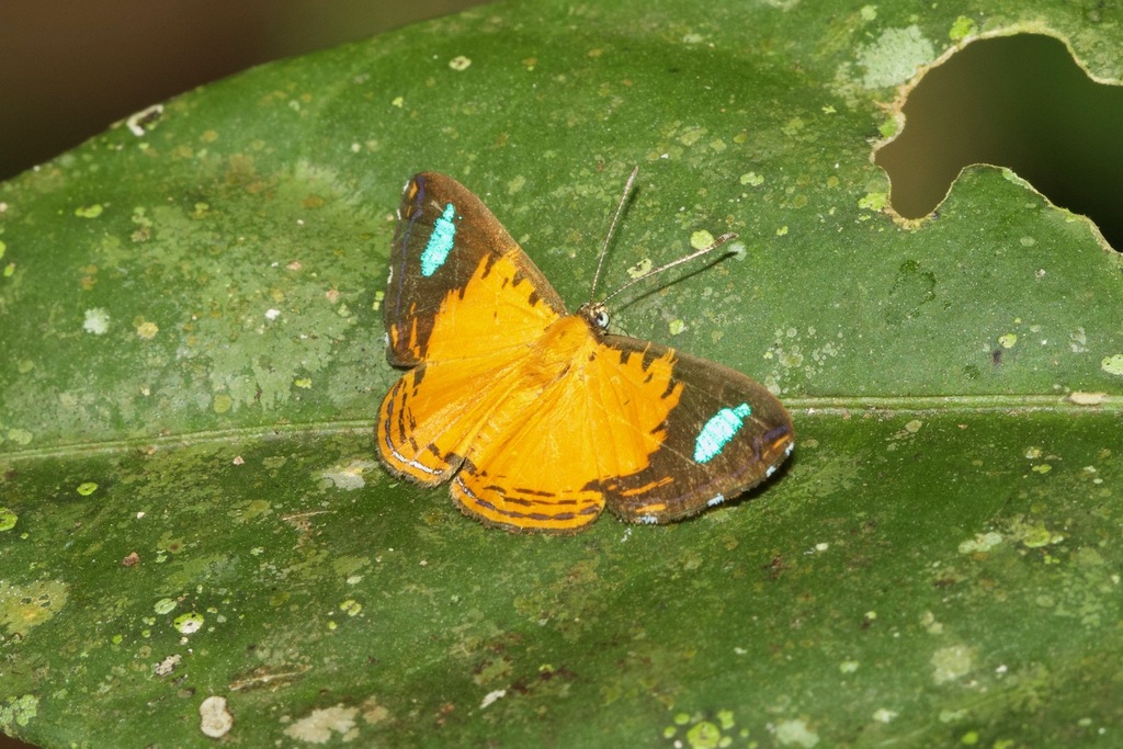Argyrogrammana from Apuya Ridge, Provincia de Napo, Ecuador on November