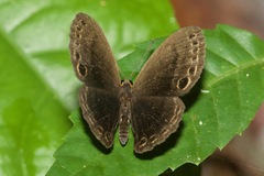 Eunogyra satyrus