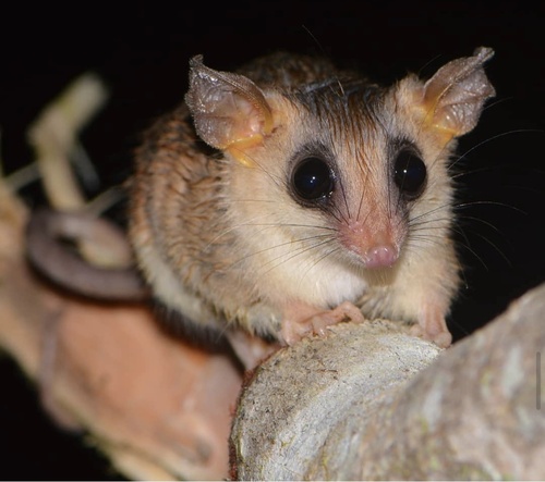 Agile Gracile Opossum