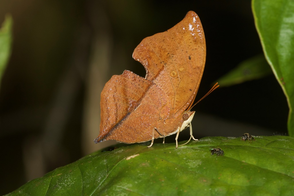 Isidora Leafwing