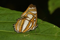 Metamorpha elissa