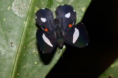 Cyrenia martia