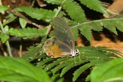 Haetera piera