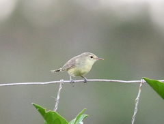 Rodrigues Warbler photo 4