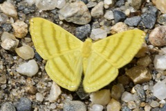 Astraeodes areuta