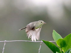 Rodrigues Warbler photo 5