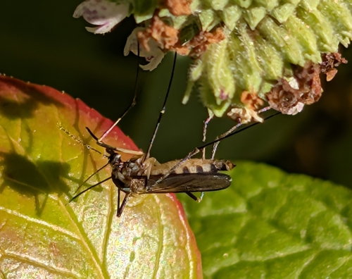 Unknown species found near Cambridge Highlands, Cambridge, MA, USA