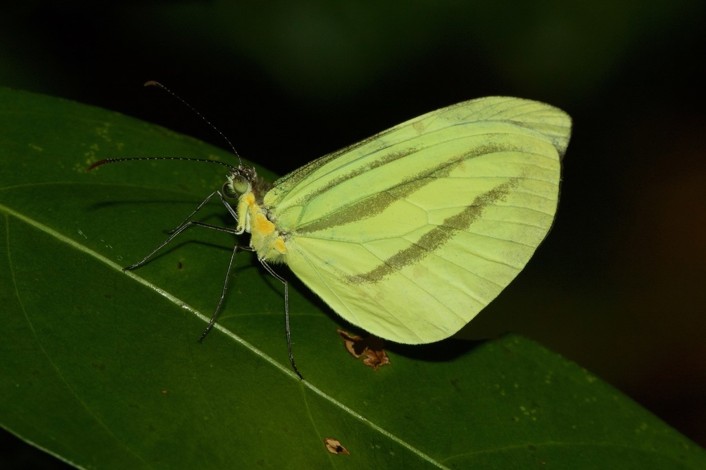 Enantia melite