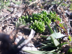Sedum parvum