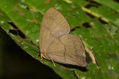 Euselasia brevicauda