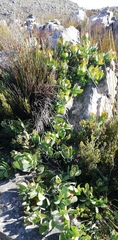 Protea recondita