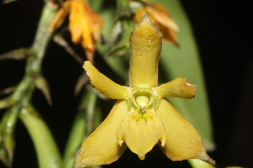 Epidendrum megaloclinium Hágsater & Dodson