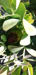 Protea recondita