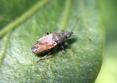 Oxycarenus hyalinipennis