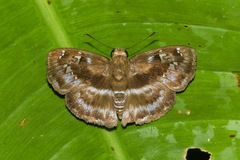 Quadrus cerialis