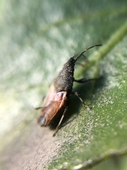 Oxycarenus hyalinipennis