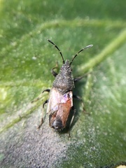 Oxycarenus hyalinipennis