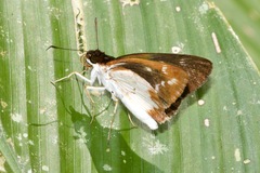 Ebusus ebusus