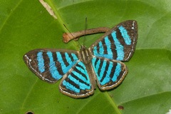 Argyrogrammana