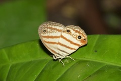 Euptychia enyo